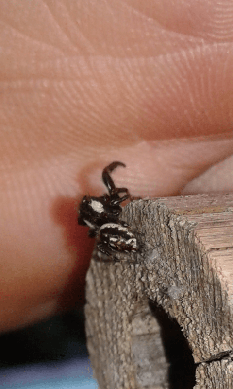 Salticidae : Heliophanus sp.? No, Macaroeris nidicolens, maschio - prov. PD